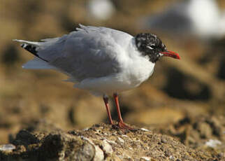 Mouette mélanocéphale