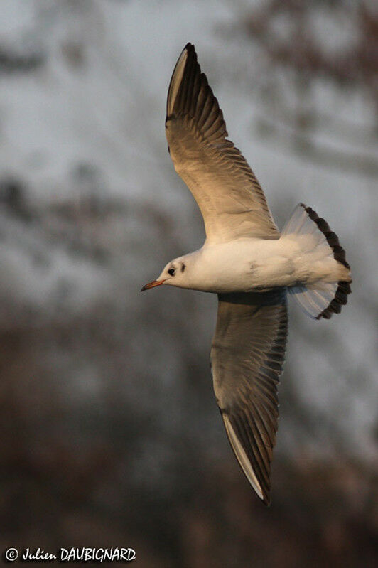 Mouette rieuse1ère année, Vol