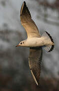 Black-headed Gull