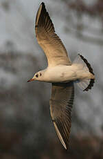 Mouette rieuse