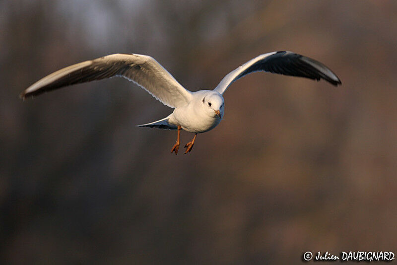 Mouette rieuse1ère année, Vol