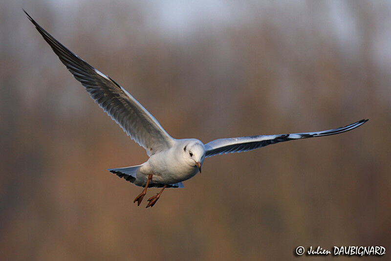 Mouette rieuse1ère année, Vol