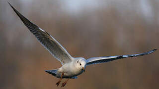 Mouette rieuse