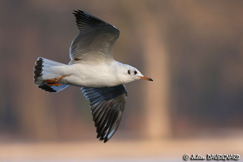 Mouette rieuse1ère année, Vol