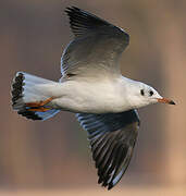 Mouette rieuse