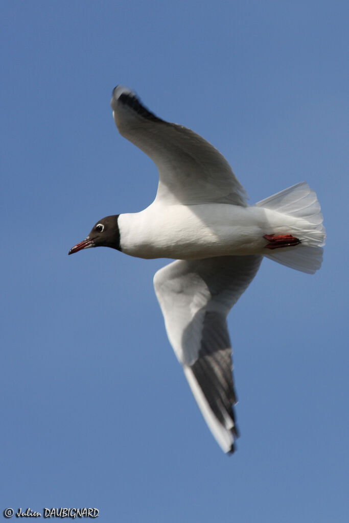 Mouette rieuseadulte nuptial, Vol