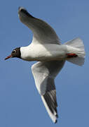 Mouette rieuse