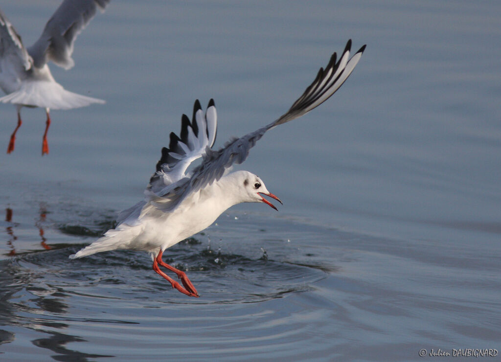 Mouette rieuseadulte internuptial, Vol