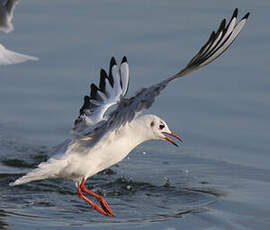 Mouette rieuse