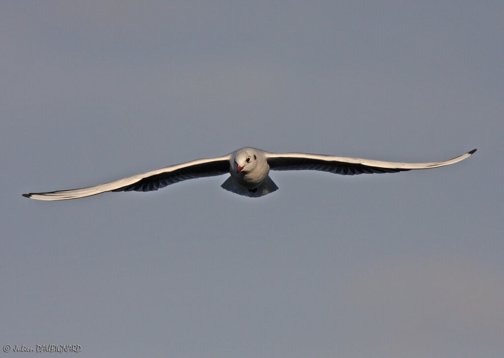 Mouette rieuseadulte internuptial, Vol