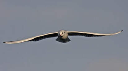 Mouette rieuse