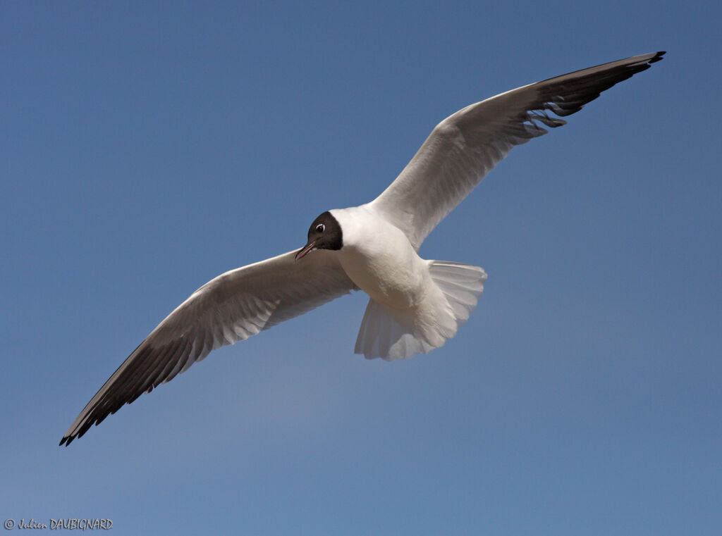 Mouette rieuseadulte nuptial, Vol