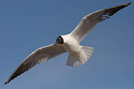 Black-headed Gull