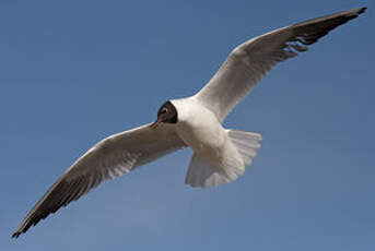 Mouette rieuse