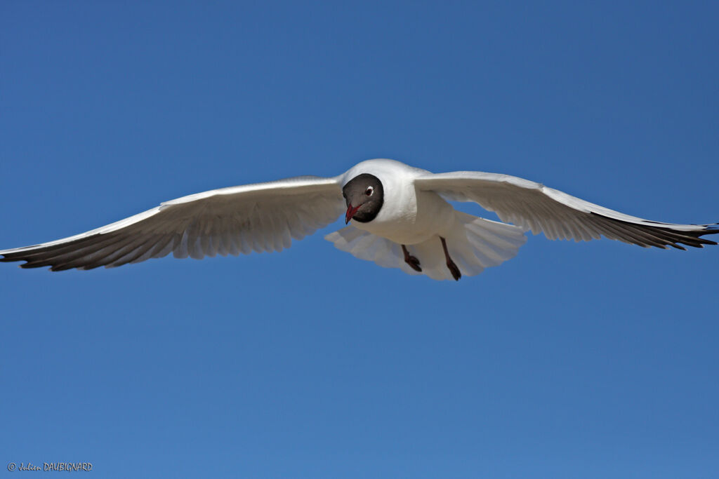 Mouette rieuseadulte nuptial, Vol