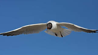 Mouette rieuse