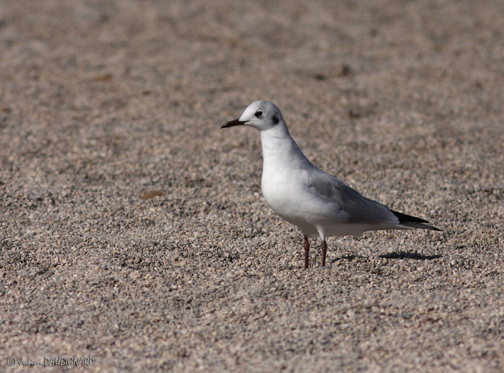 Black-headed Gull, identification