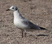 Mouette rieuse