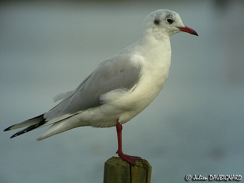 Black-headed Gull