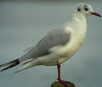 Mouette rieuse