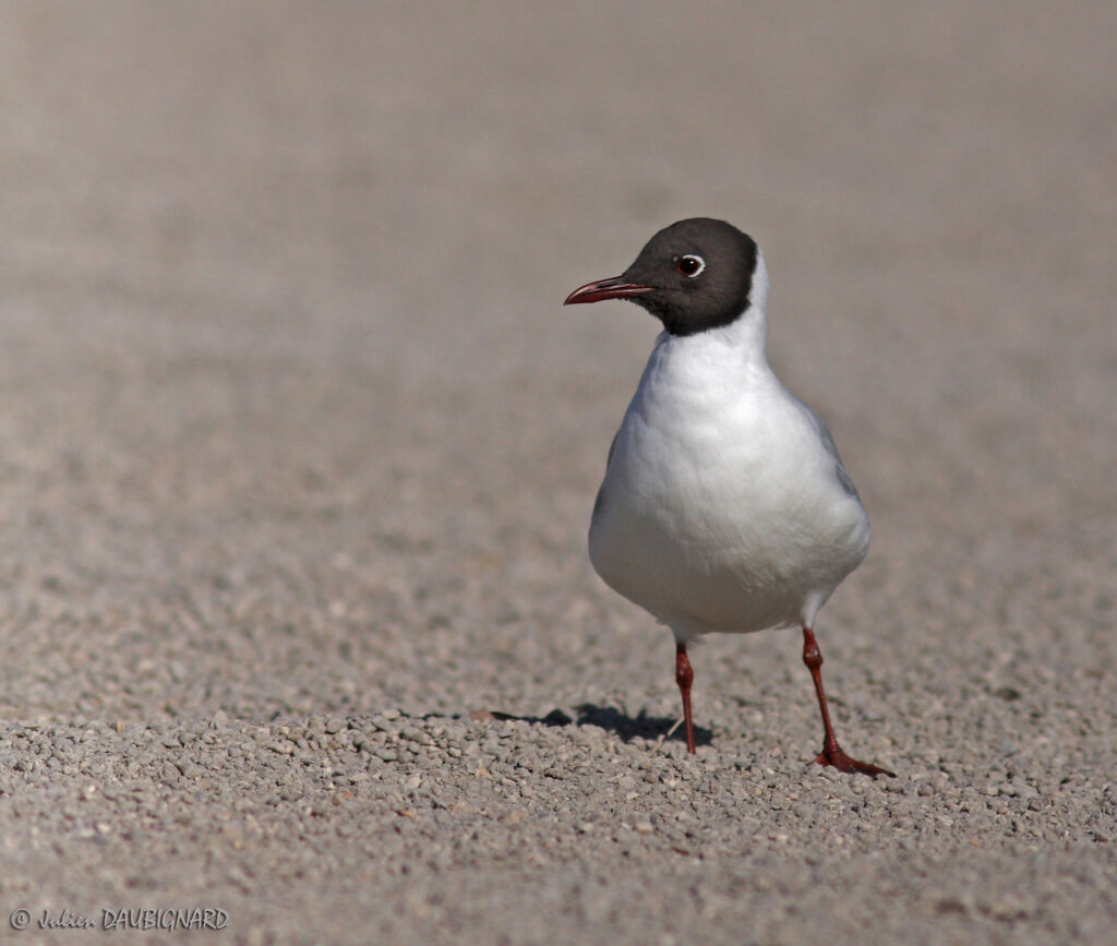 Mouette rieuseadulte nuptial, identification