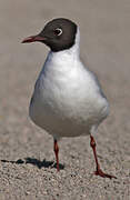 Mouette rieuse