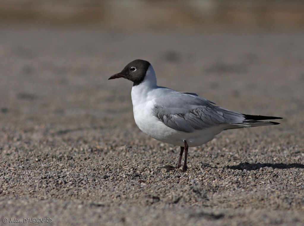 Mouette rieuseadulte nuptial, identification