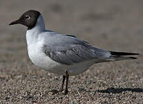 Mouette rieuse