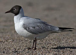 Black-headed Gull