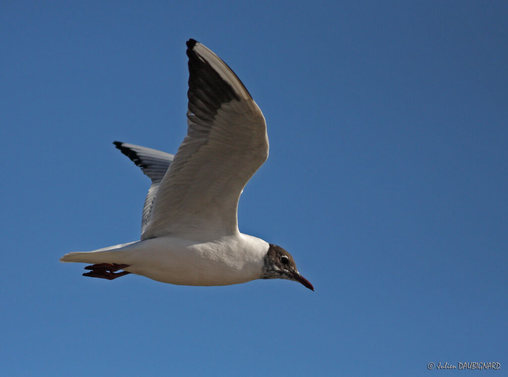 Black-headed Gulladult breeding, Flight