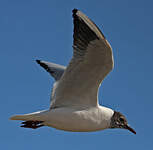 Mouette rieuse