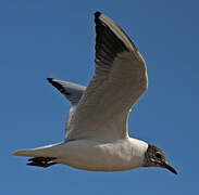 Black-headed Gull