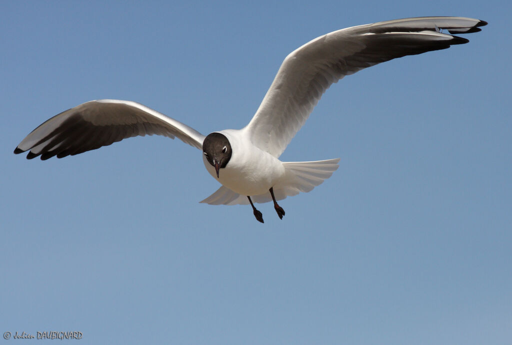 Black-headed Gulladult breeding, Flight