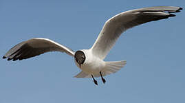 Mouette rieuse