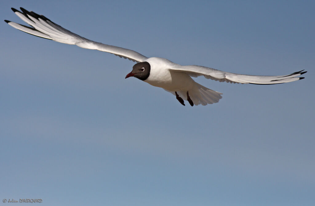 Mouette rieuseadulte nuptial, Vol