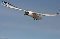 Mouette rieuse