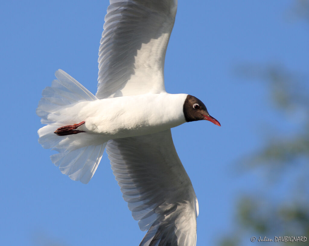 Mouette rieuseadulte nuptial, Vol