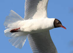 Mouette rieuse