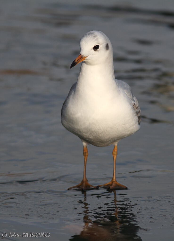 Black-headed Gullimmature, identification