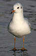 Mouette rieuse