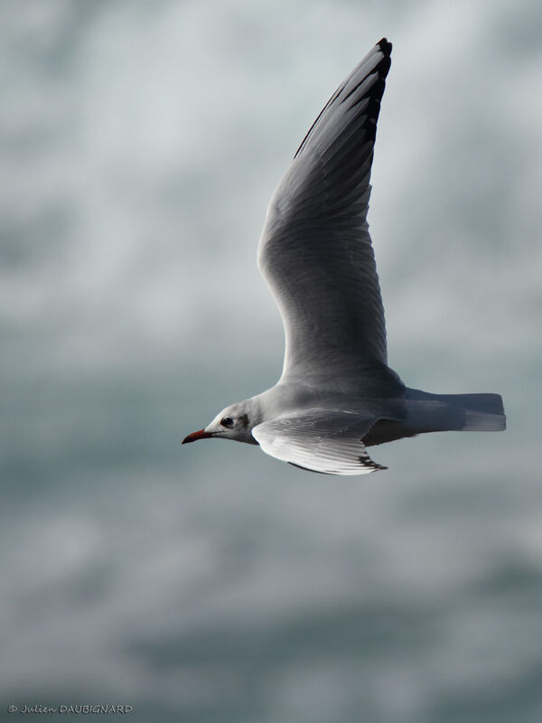 Mouette rieuseadulte internuptial, Vol