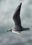 Mouette rieuse