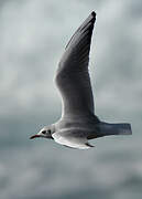 Black-headed Gull