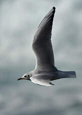 Mouette rieuse