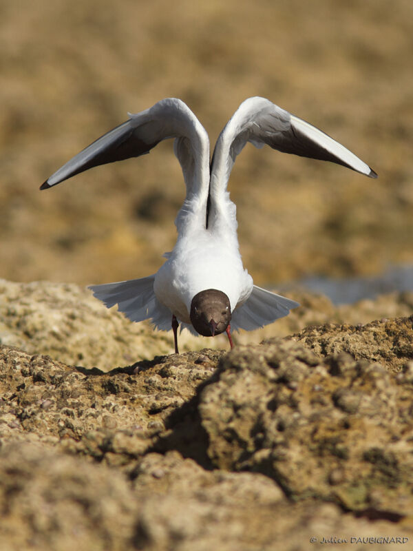 Mouette rieuseadulte, identification