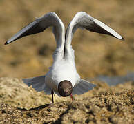 Mouette rieuse