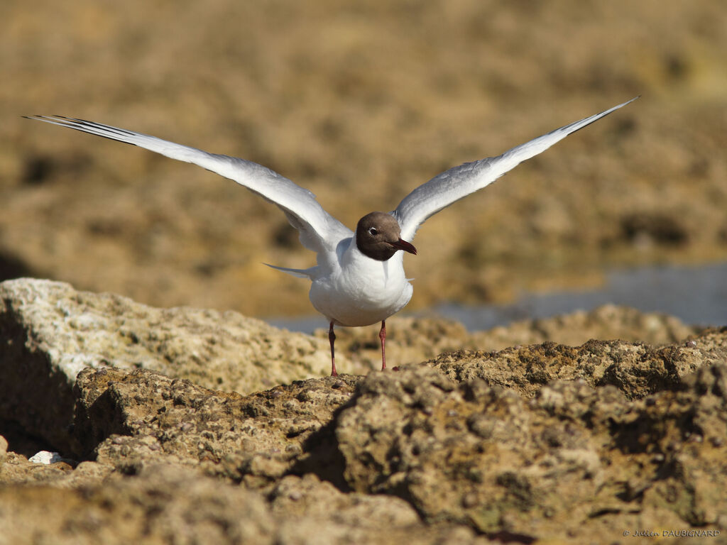 Mouette rieuseadulte, identification