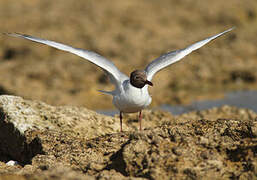 Black-headed Gull