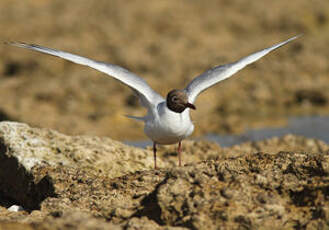 Mouette rieuse