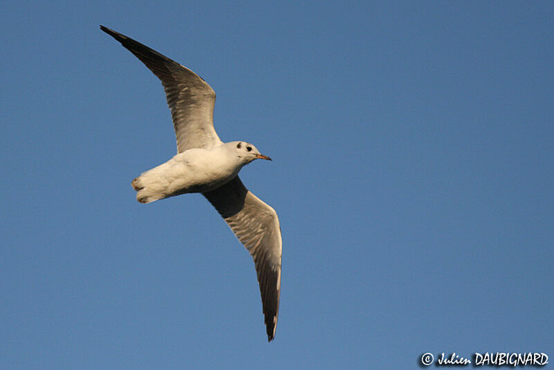 Mouette rieuseadulte internuptial, Vol